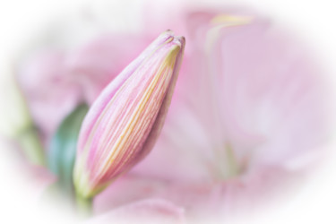 Photography titled "Lily bud." by Silvia Marcoschamer, Original Artwork, Digital Photography
