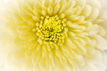 Photography titled "Yellow Crisantema" by Silvia Marcoschamer, Original Artwork, Digital Photography