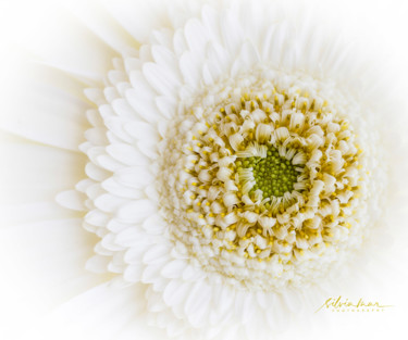 Photography titled "White Gerbera" by Silvia Marcoschamer, Original Artwork, Digital Photography