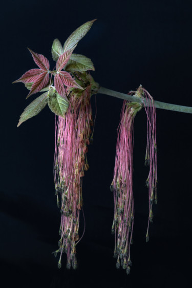 Photographie intitulée "Hanging Flower" par Silvia Marcoschamer, Œuvre d'art originale, Photographie numérique