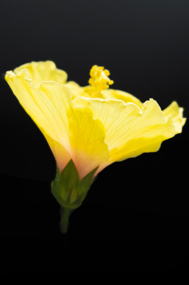 Fotografia intitulada "Yellow is the color…" por Silvia Marcoschamer, Obras de arte originais, Fotografia digital