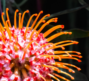 Photographie intitulée "Pincushion Protea" par Silvia Marcoschamer, Œuvre d'art originale, Photographie numérique