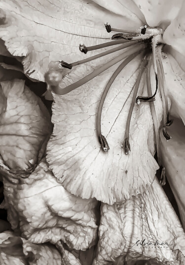 Photographie intitulée "Lafayette flower" par Silvia Marcoschamer, Œuvre d'art originale, Photographie numérique