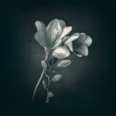 Photography titled "Freesia3" by Silvija Treice, Original Artwork, Manipulated Photography