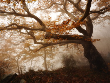 Autumn tree Фотография под названием "Autumn tree" - Simon Gaitanidis, Подлинное произведение искусства, Цифровая фотография