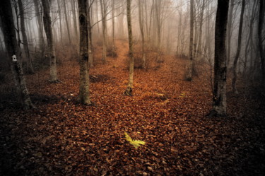 Φωτογραφία με τίτλο "forest walk" από Simon Gaitanidis, Αυθεντικά έργα τέχνης, Ψηφιακή φωτογραφία