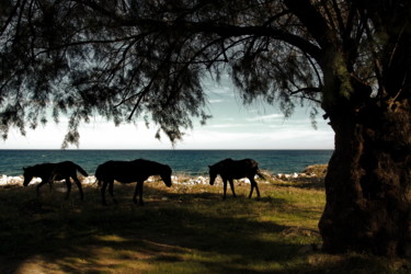 Φωτογραφία με τίτλο "Horses" από Simon Gaitanidis, Αυθεντικά έργα τέχνης, Ψηφιακή φωτογραφία