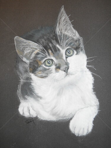 Peinture intitulée "CHATCHAT" par Simonetti  Dit Sm, Œuvre d'art originale, Pastel