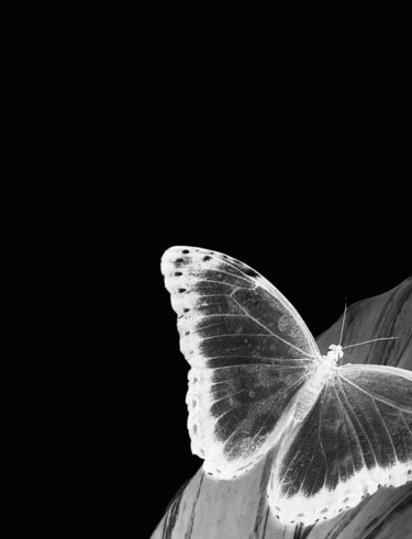 Цифровое искусство под названием "Le papillon blanc" - Maria Iacuzzi (SIMPLE ART), Подлинное произведение искусства, Цифрова…