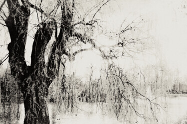 Photographie intitulée "L’Arbre du Lac (The…" par Sinden Collier, Œuvre d'art originale, Photographie argentique