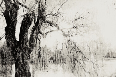 Photographie intitulée "L’ Arbre du Lac (Th…" par Sinden Collier, Œuvre d'art originale, Photographie argentique