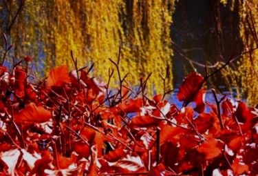 Fotografie mit dem Titel "Berlin : Lietzensee…" von Sigrun Neumann (Sineu), Original-Kunstwerk