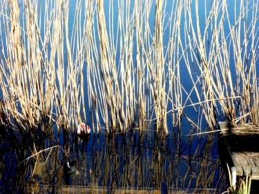 Fotografía titulada "Berlin : Lietzensee…" por Sigrun Neumann (Sineu), Obra de arte original