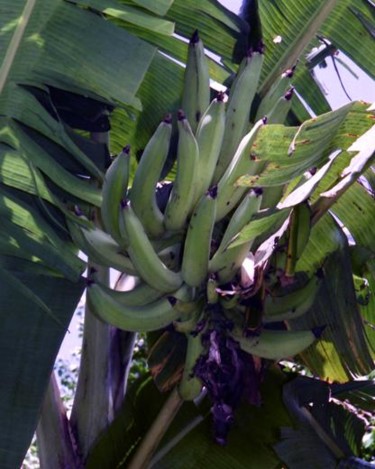 Photographie intitulée "Banane plantin" par Sisi, Œuvre d'art originale