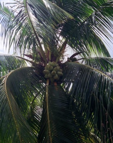 Photographie intitulée "Cocotier" par Sisi, Œuvre d'art originale