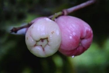 Photographie intitulée "Pomme rose" par Sisi, Œuvre d'art originale