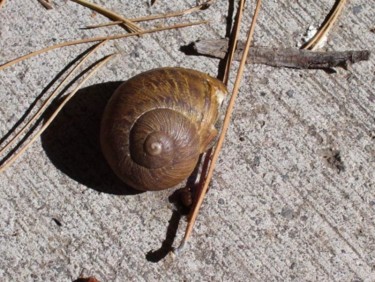 Photography titled "Hiding Snail" by Sarah Johnson, Original Artwork