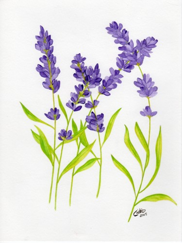 Malerei mit dem Titel "lavender" von Christina Desousa, Original-Kunstwerk, Aquarell