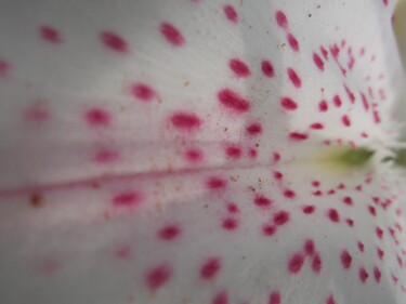 Photography titled "Lily01" by Heather Prosser, Original Artwork, Digital Photography