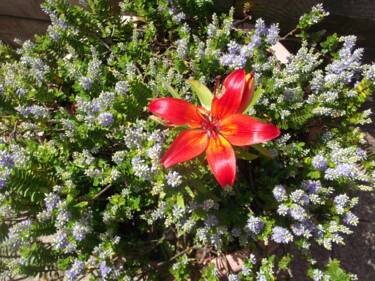 Fotografie getiteld "Red lily" door Heather Prosser, Origineel Kunstwerk, Digitale fotografie