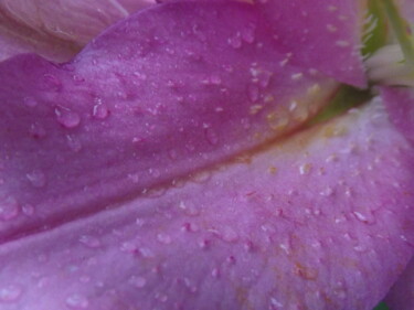 Fotografia intitolato "Roze lily" da Heather Prosser, Opera d'arte originale, Fotografia digitale