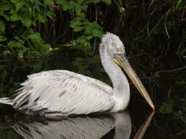 Photography titled "Pelican #2" by Heather Prosser, Original Artwork, Digital Photography