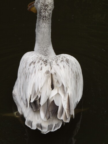 Photography titled "Pelican  #4" by Heather Prosser, Original Artwork, Digital Photography