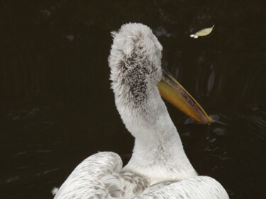 Fotografia intitolato "Pelican #6" da Heather Prosser, Opera d'arte originale, Fotografia digitale