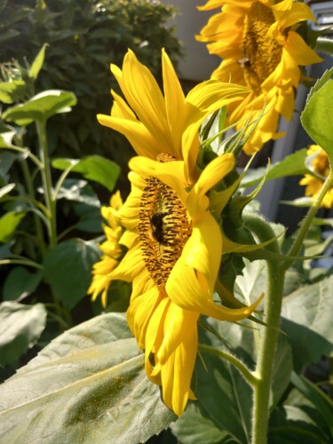 Fotografia intitolato "sunflower1" da Heather Prosser, Opera d'arte originale, Fotografia digitale