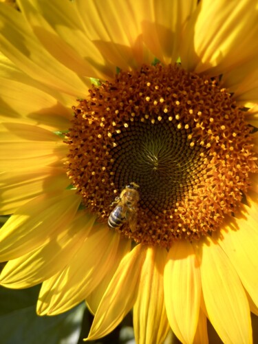 Fotografie getiteld "sunflower2" door Heather Prosser, Origineel Kunstwerk, Digitale fotografie