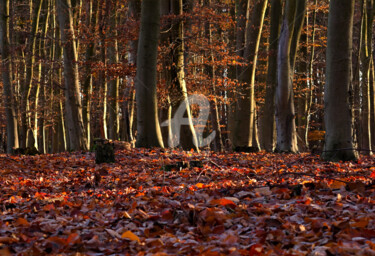 Fotografia intitulada "Autumn leaves carpet" por Slydesign, Obras de arte originais, Fotografia digital