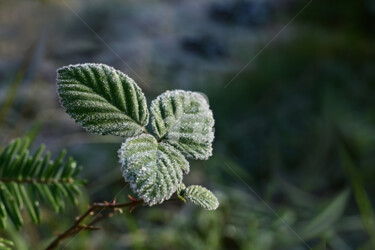 Photographie intitulée "Blackberries leaves…" par Slydesign, Œuvre d'art originale, Photographie numérique