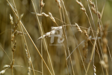 Fotografie getiteld "Grain - gold of the…" door Slydesign, Origineel Kunstwerk, Digitale fotografie