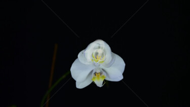 Fotografie mit dem Titel "Orchid comes to life" von Slydesign, Original-Kunstwerk, Digitale Fotografie