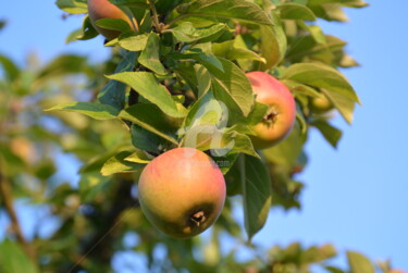 Fotografie getiteld "Gorgeous apples" door Slydesign, Origineel Kunstwerk, Digitale fotografie