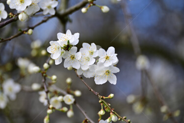 Fotografia zatytułowany „Spring” autorstwa Slydesign, Oryginalna praca, Fotografia cyfrowa
