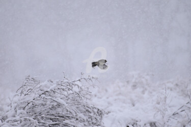 Photographie intitulée "Storm fighter" par Slydesign, Œuvre d'art originale, Photographie numérique