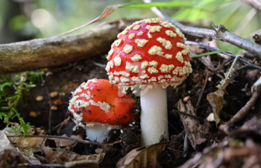 Photographie intitulée "Amanita muscaria" par Slydesign, Œuvre d'art originale, Photographie numérique