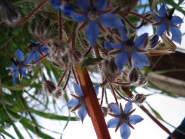 Fotografía titulada ""BLUE LIFE"" por Salzitsa Milanova, Obra de arte original