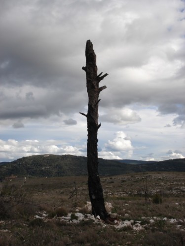 Fotografía titulada ""LONELINESS"" por Salzitsa Milanova, Obra de arte original