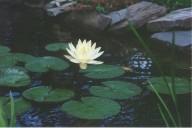 Photography titled "Water Lily" by Mary Farrell, Original Artwork
