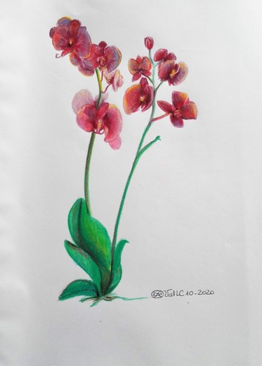 Rysunek zatytułowany „L'orchidée” autorstwa Valérie La Clarté, Oryginalna praca, Ołówek
