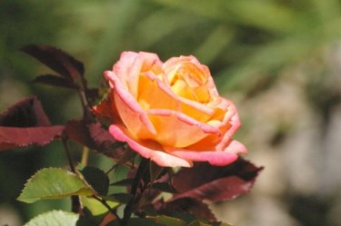 Photographie intitulée "orange rose" par Aurelien Champoussin, Œuvre d'art originale