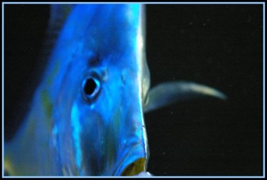 Photographie intitulée "blue fish" par Aurelien Champoussin, Œuvre d'art originale