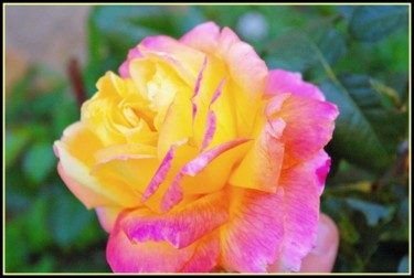 Photographie intitulée "rose jaune 2" par Aurelien Champoussin, Œuvre d'art originale