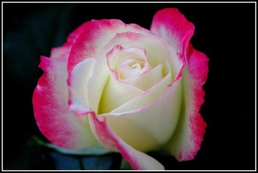Photographie intitulée "rosace white" par Aurelien Champoussin, Œuvre d'art originale