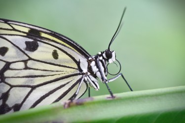 Schilderij getiteld "Butterfly" door Sobalvarro, Origineel Kunstwerk, Foto Montage