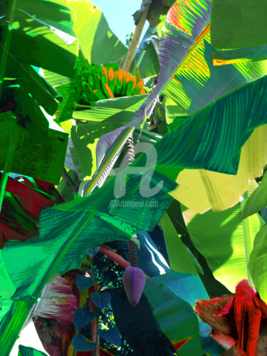 Digitale Kunst mit dem Titel "Bananeira" von Sobreira Airton, Original-Kunstwerk, Digitale Malerei