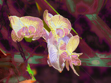 Digital Arts titled "Orchid" by Sobreira Airton, Original Artwork, Photo Montage