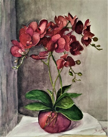Painting titled "Phalaenopsis" by Solange Esposito (SEsposito), Original Artwork, Watercolor